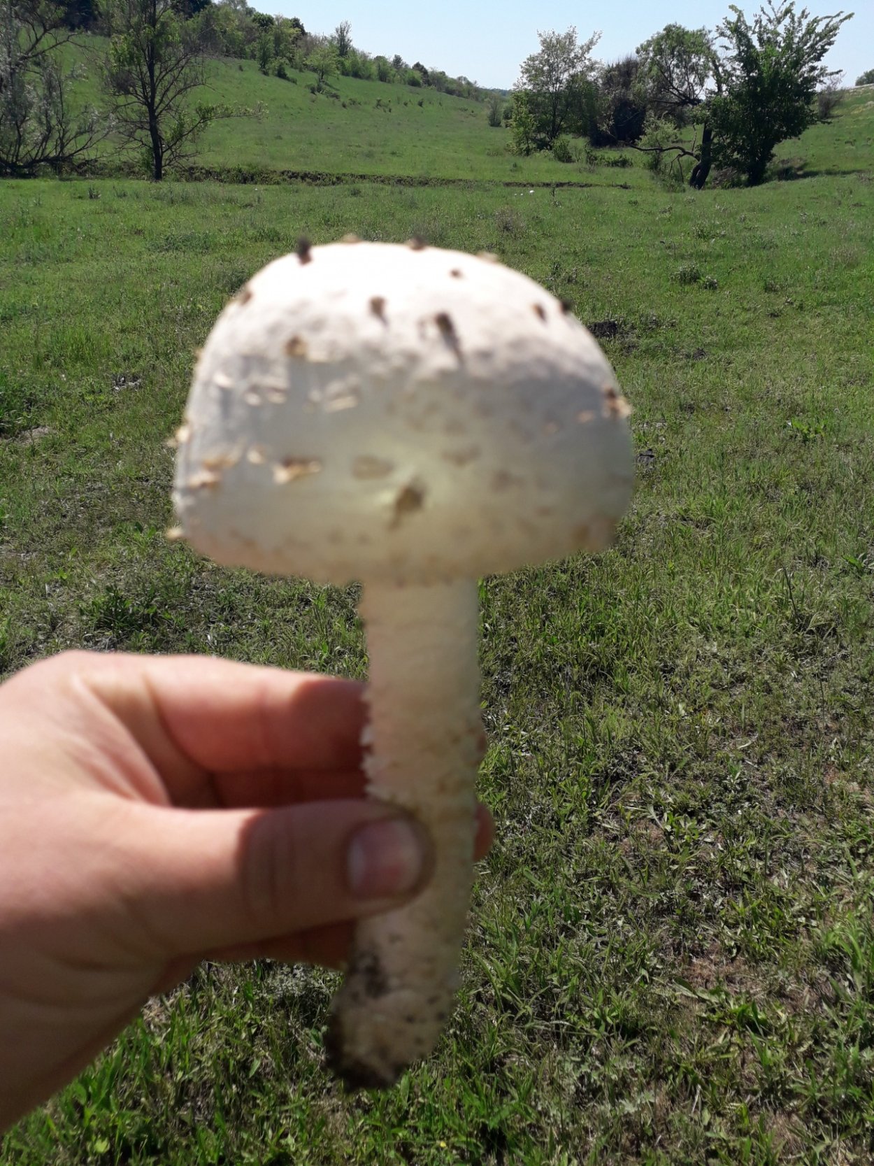Мухомор Виттадини (Amanita vittadinii)