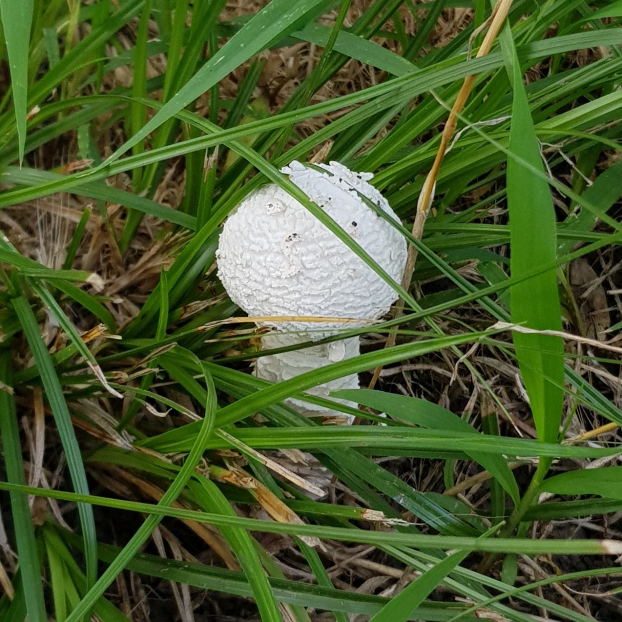 Шишкин мухоморы картина