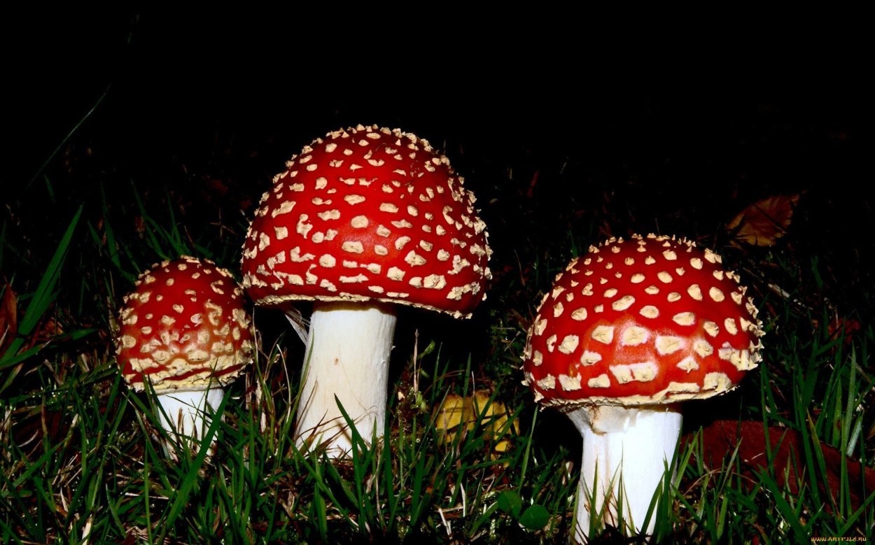 Аманита Мускария