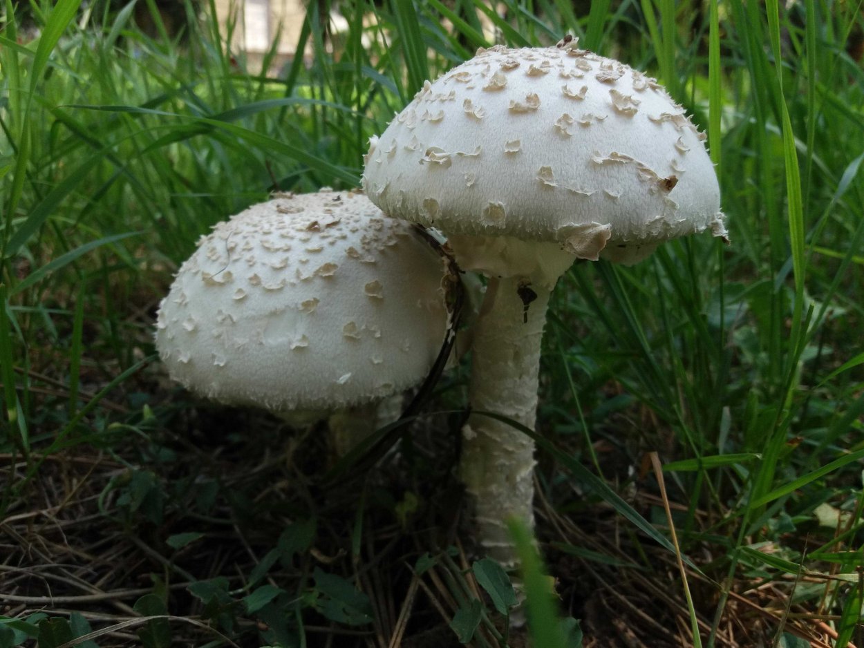 Мухомор Виттадини