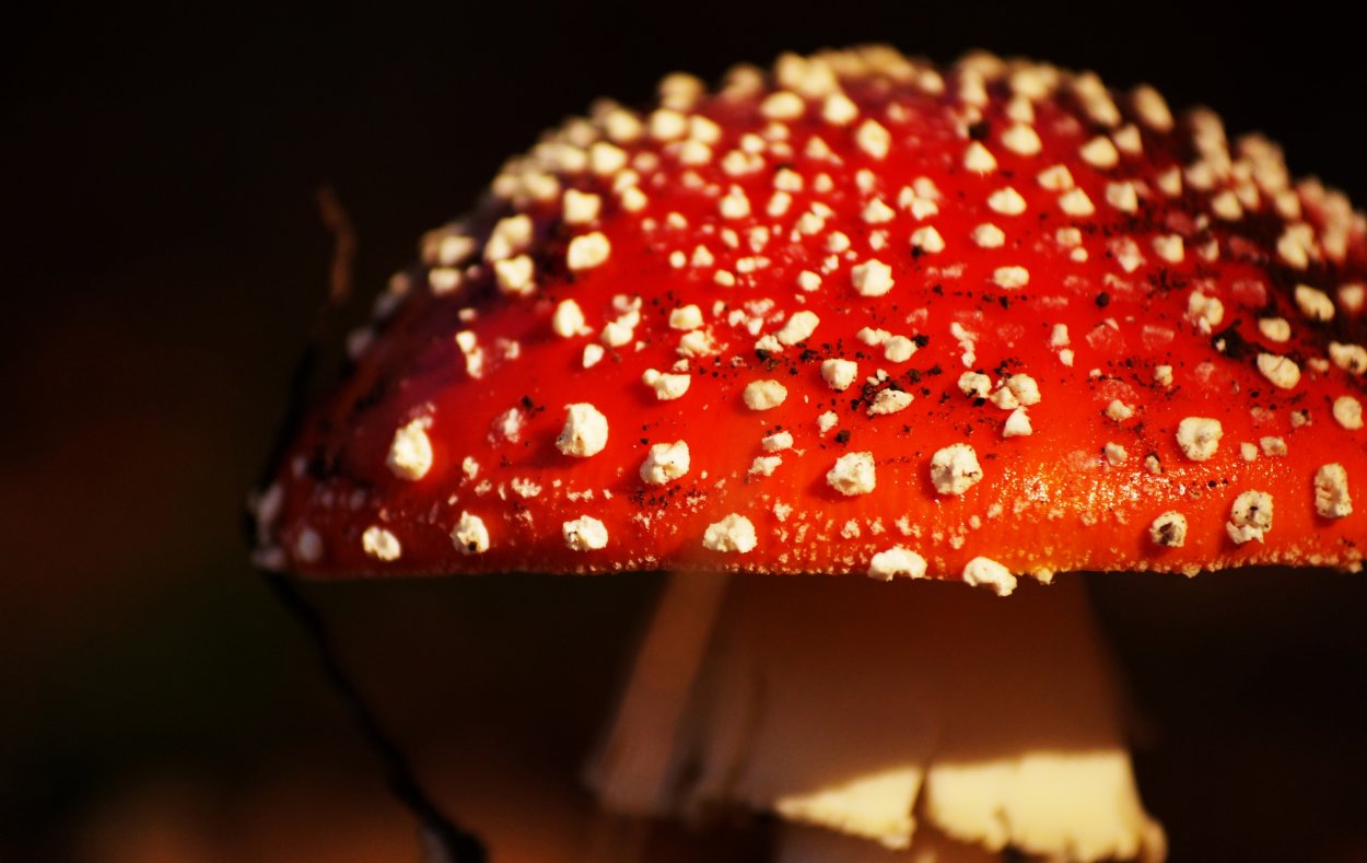 Мухомор весенний (Amanita Verna)