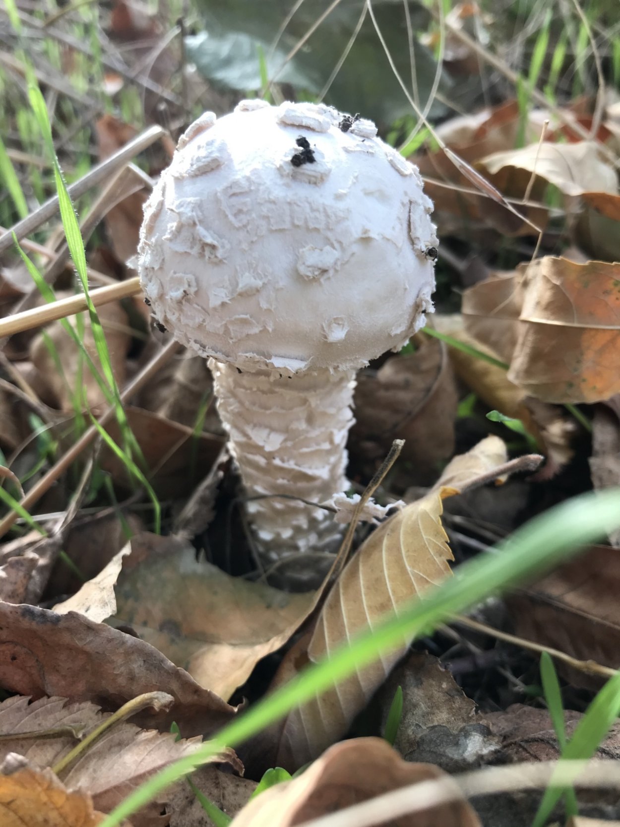 Мухомор белый (Amanita Verna)