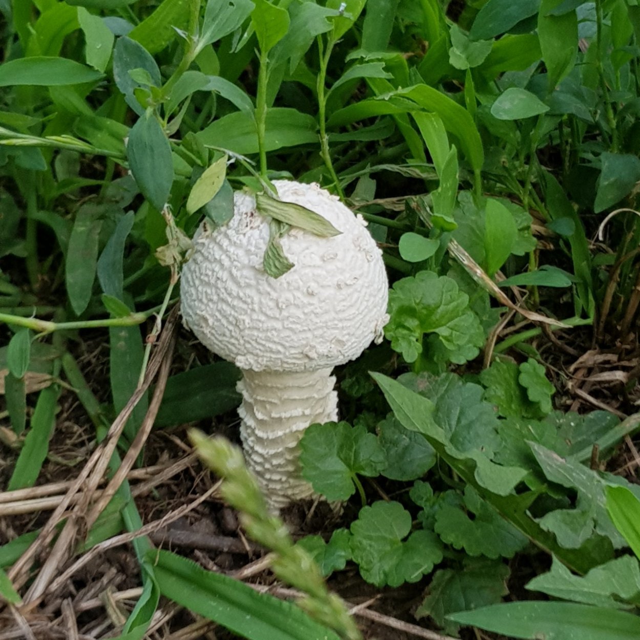 Мухомор Виттадини гриб