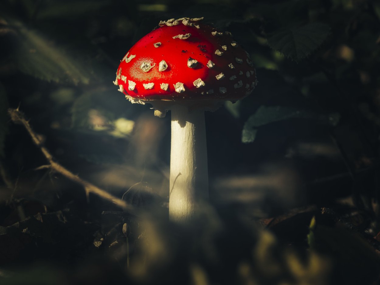 Микродозинг красного мухомора