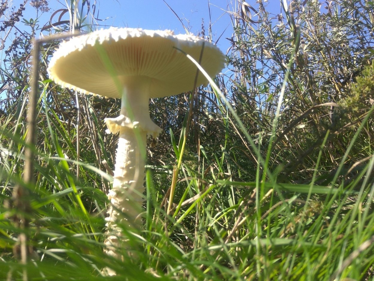 Молодые мухоморы