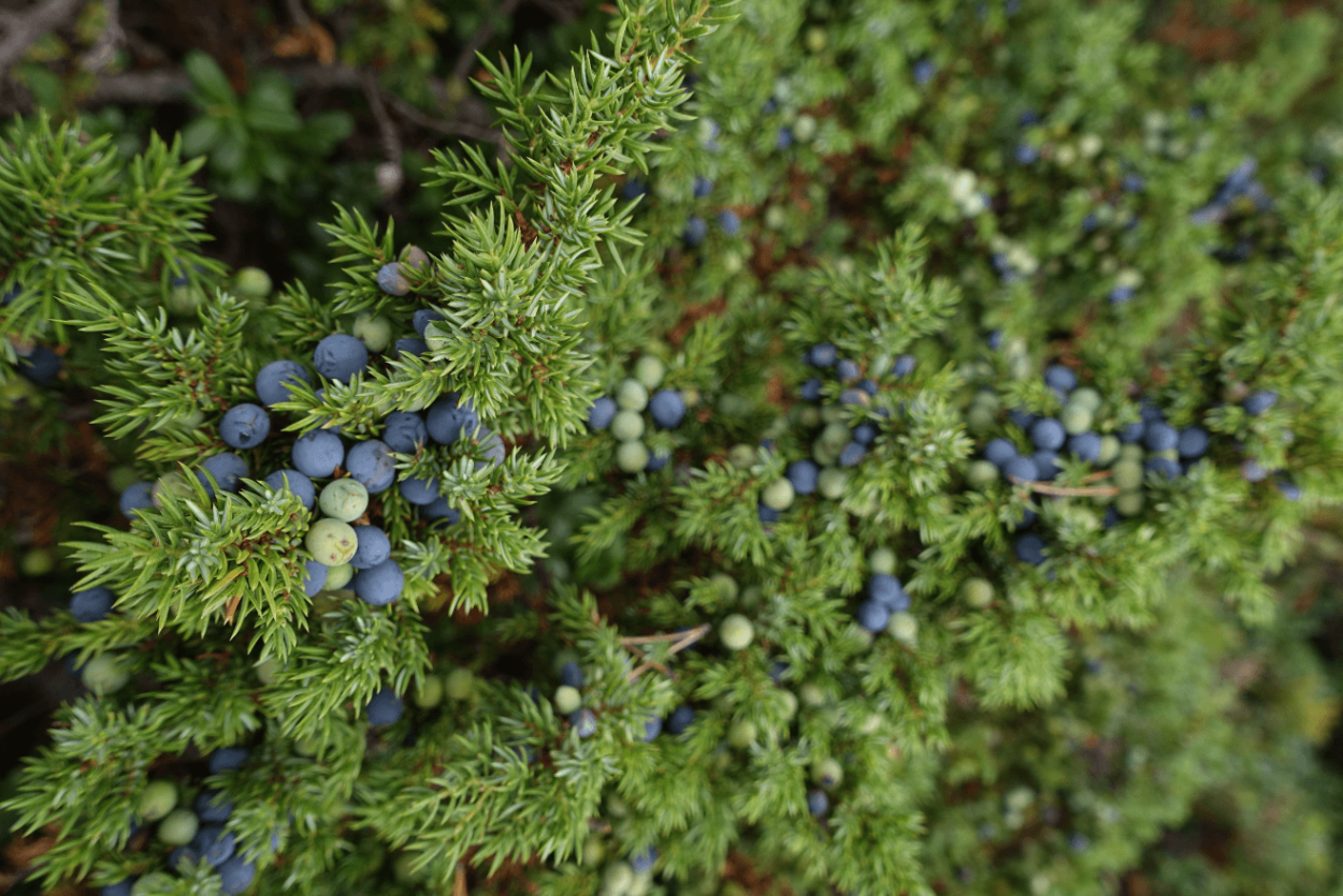 Можжевельник двудомное растение