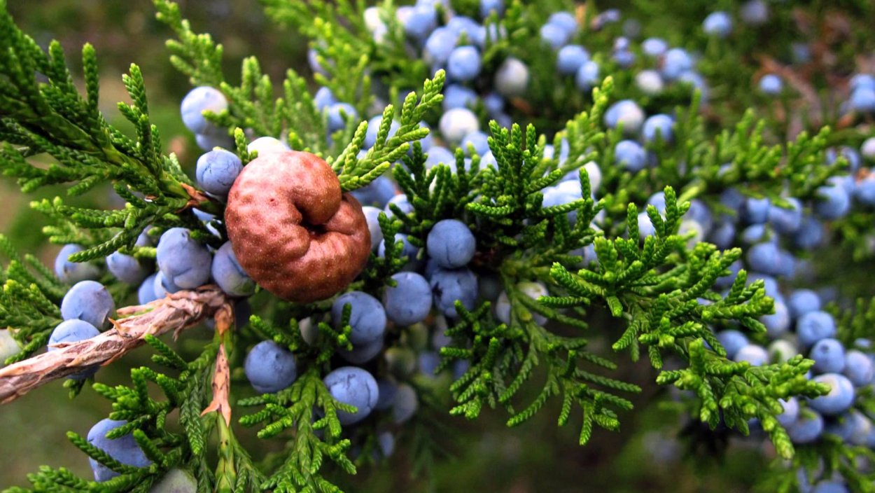 Можжевельник Крымский