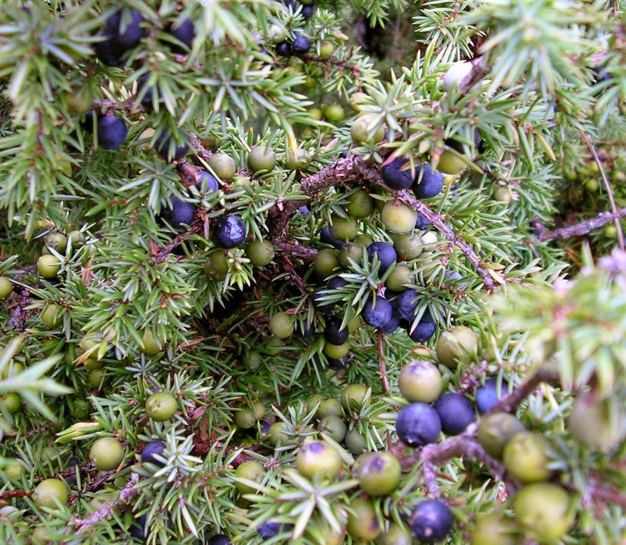 Можжевельник казацкий ягоды