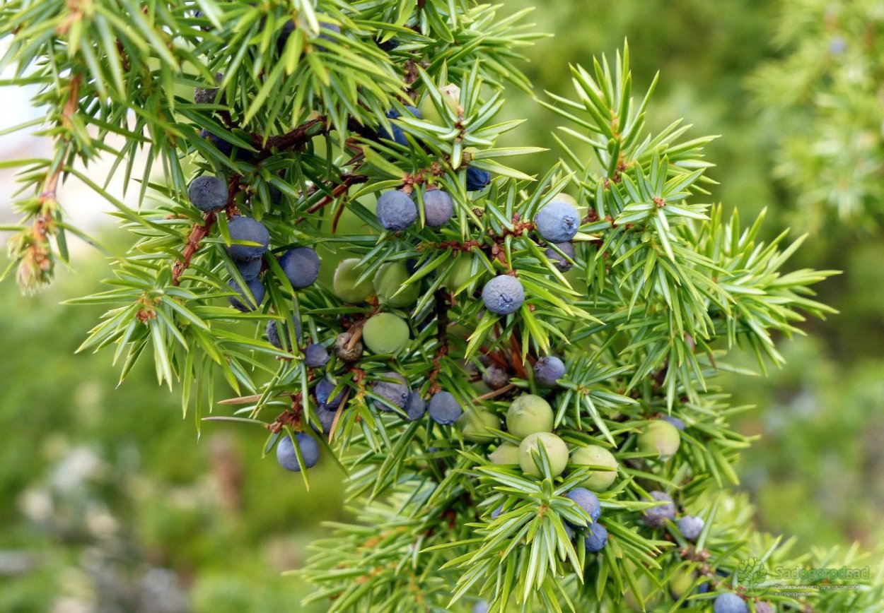 Артыш казацкий можжевельник