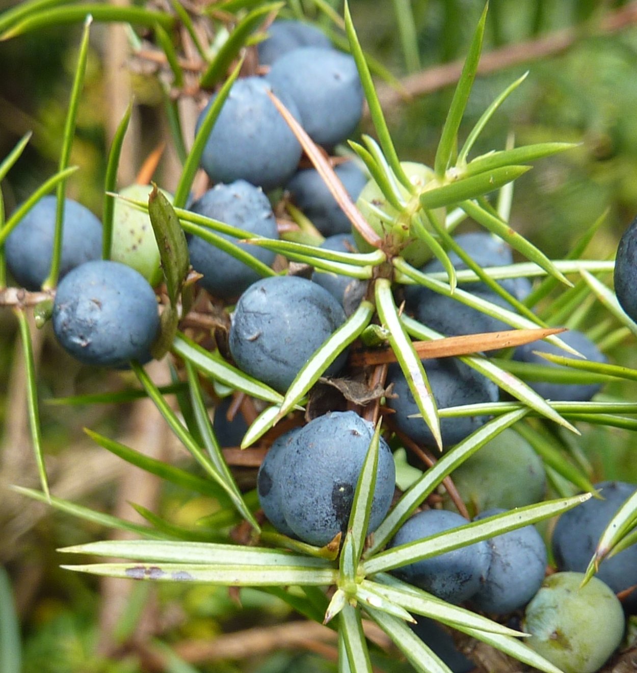 Можжевельник обыкновенный Верес