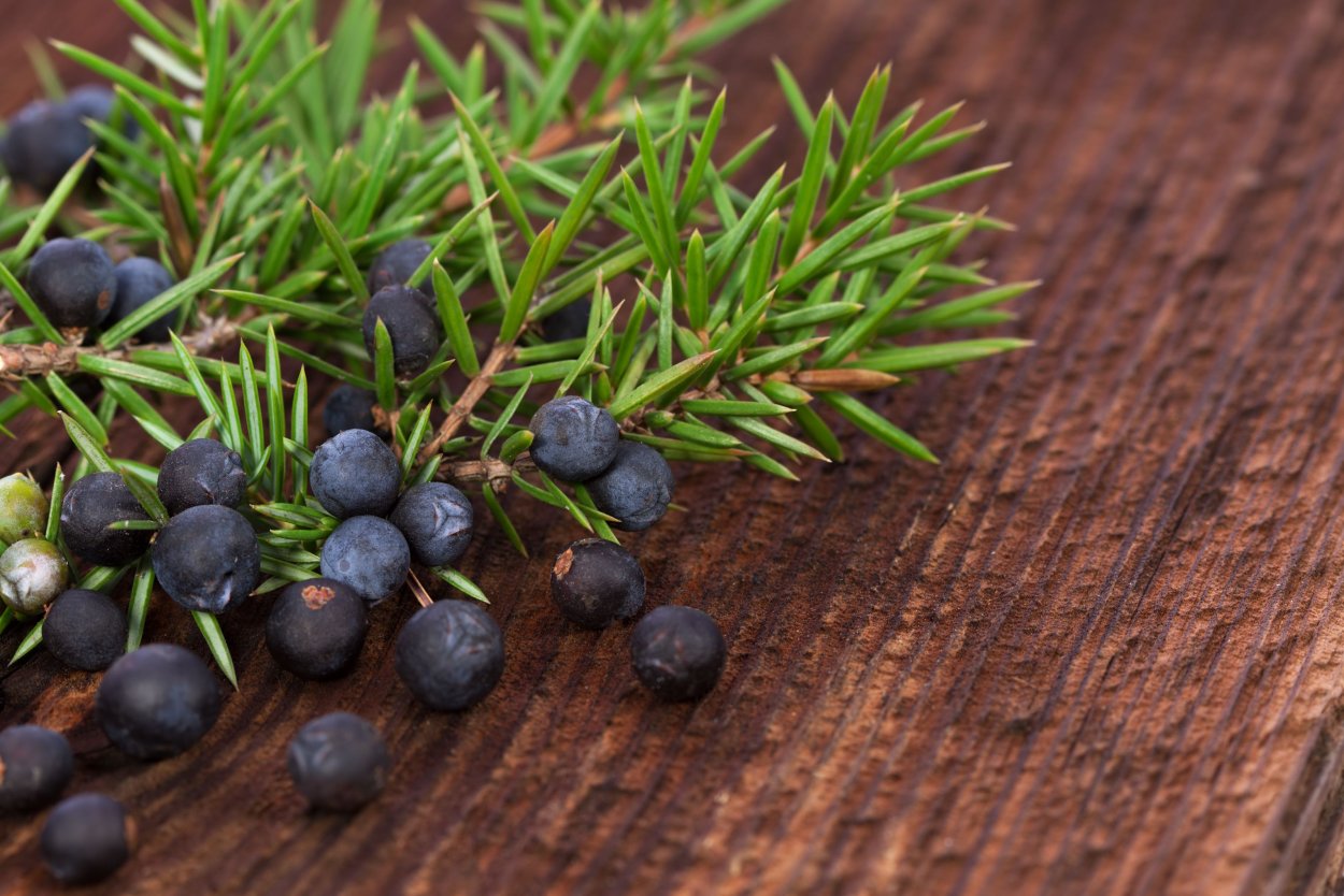 Шишкоягоды можжевельника