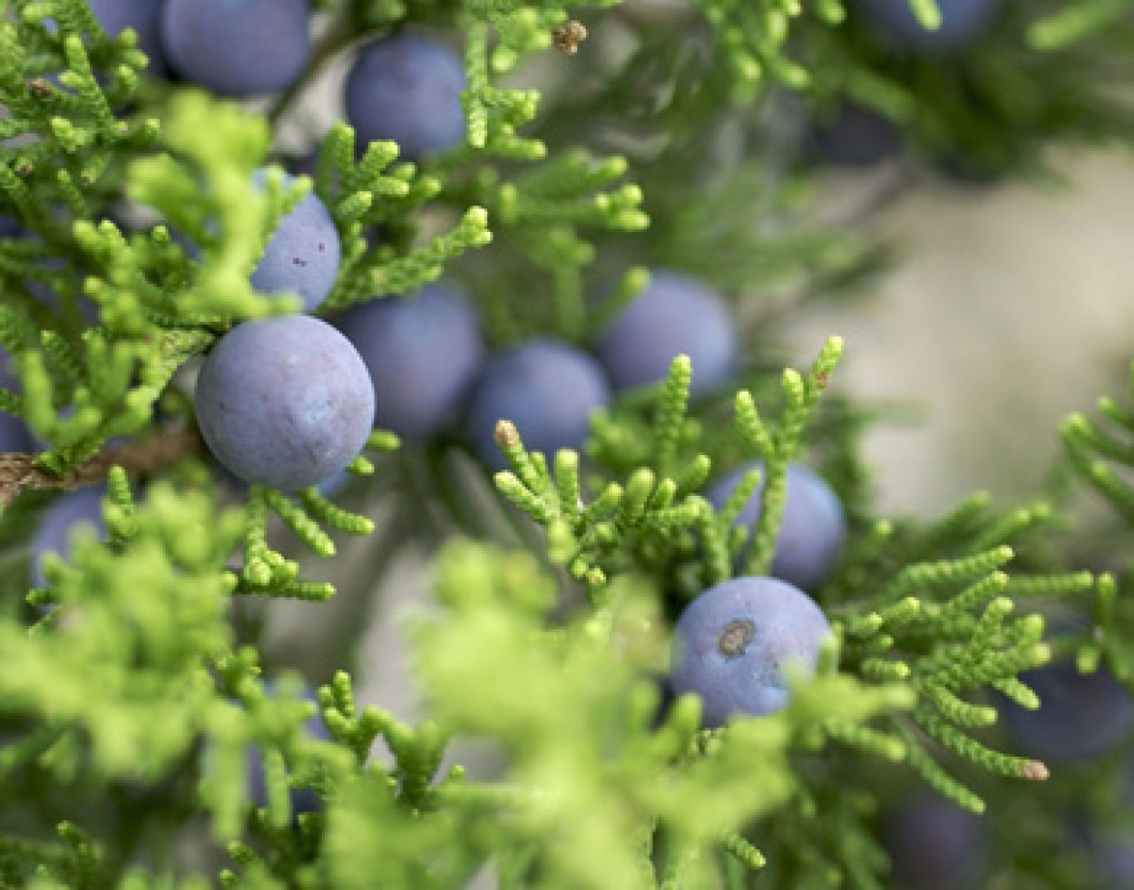 Шишкоягоды можжевельника