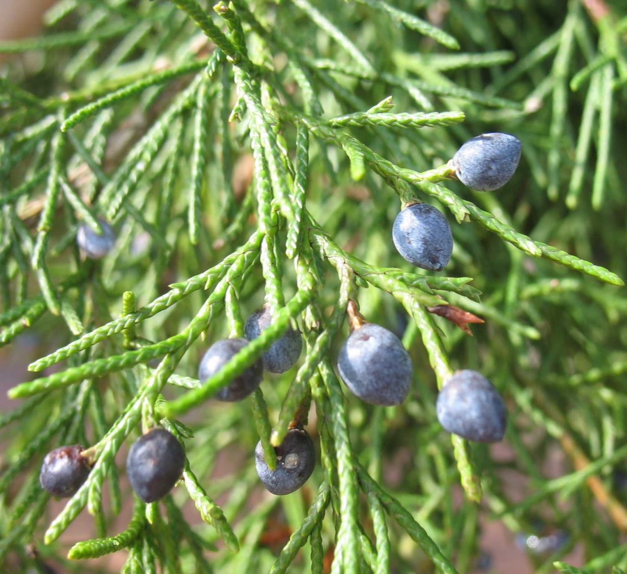 Можжевельник обыкновенный Шишкоягоды