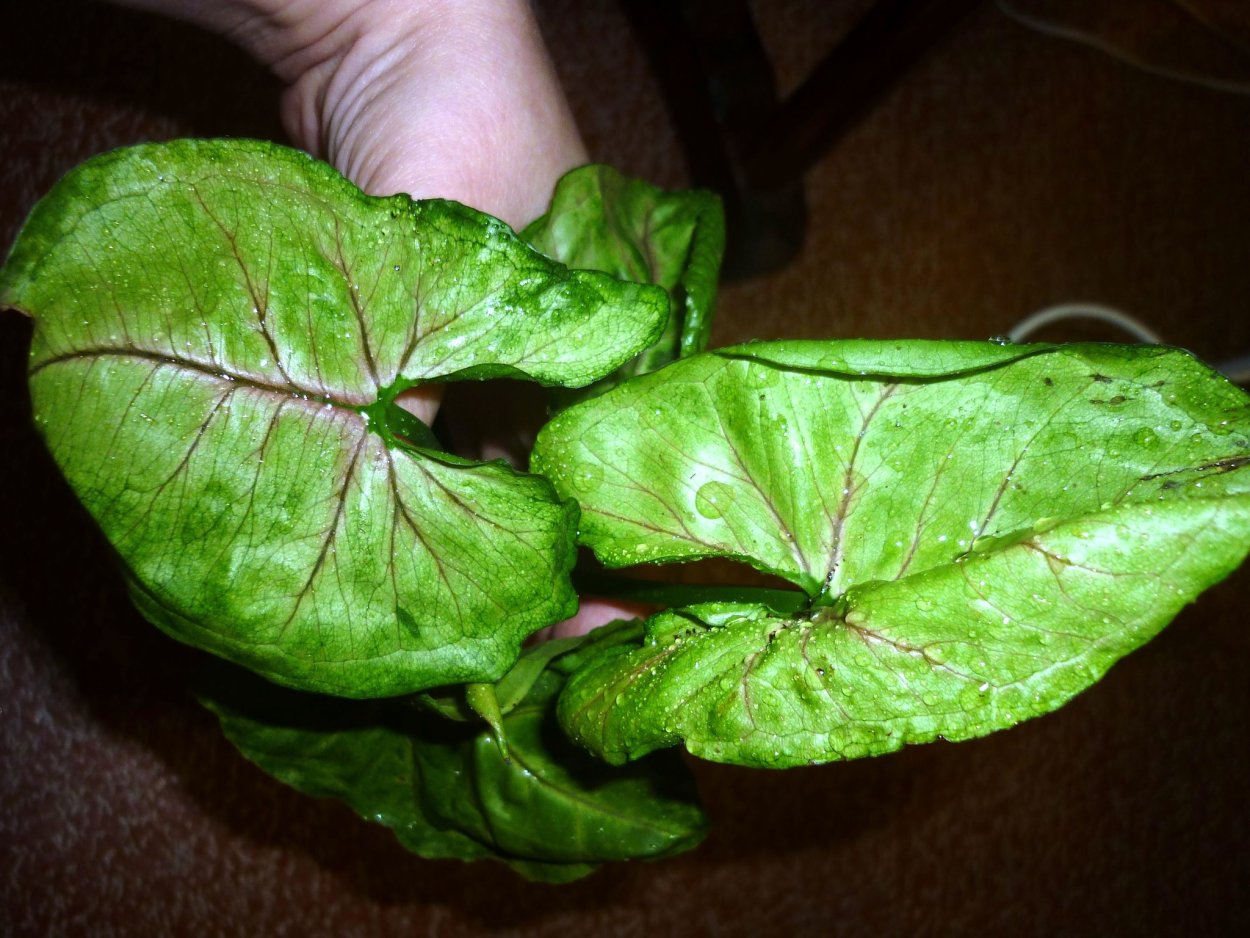 Сингониум «Bob allusion»