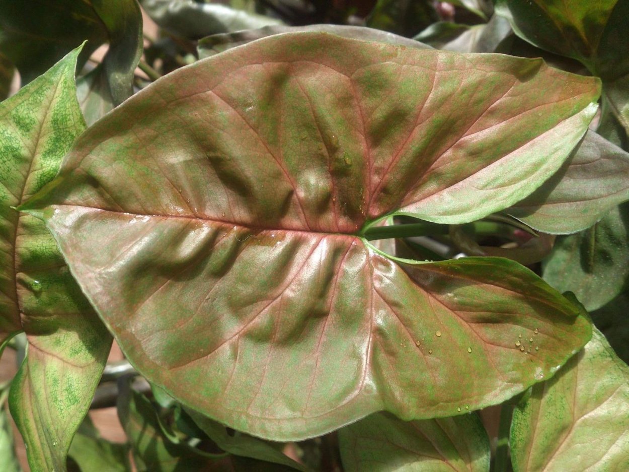 Сингониум лайм Грин