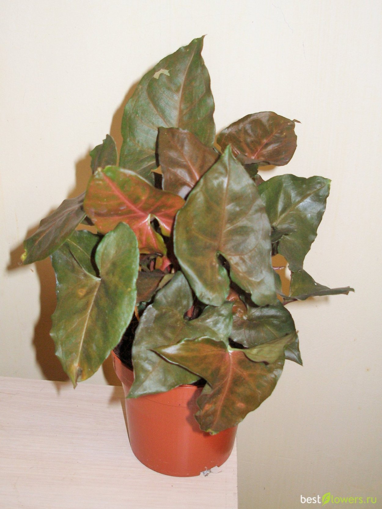 Сингониум Maria allusion