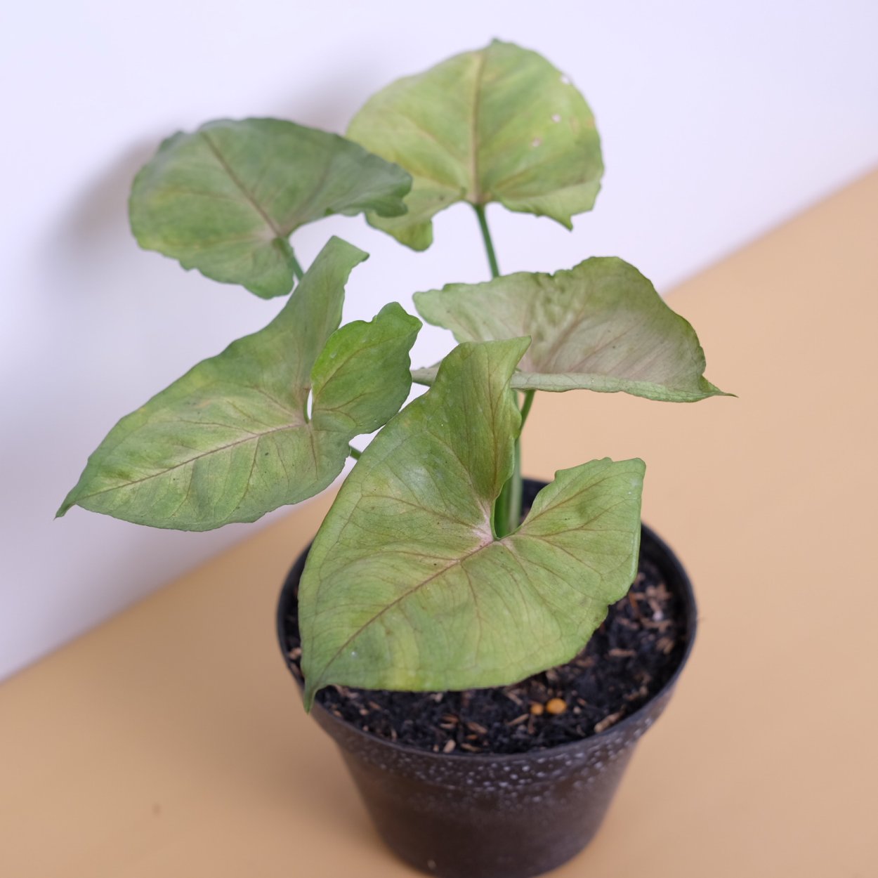 Allusion сингониум