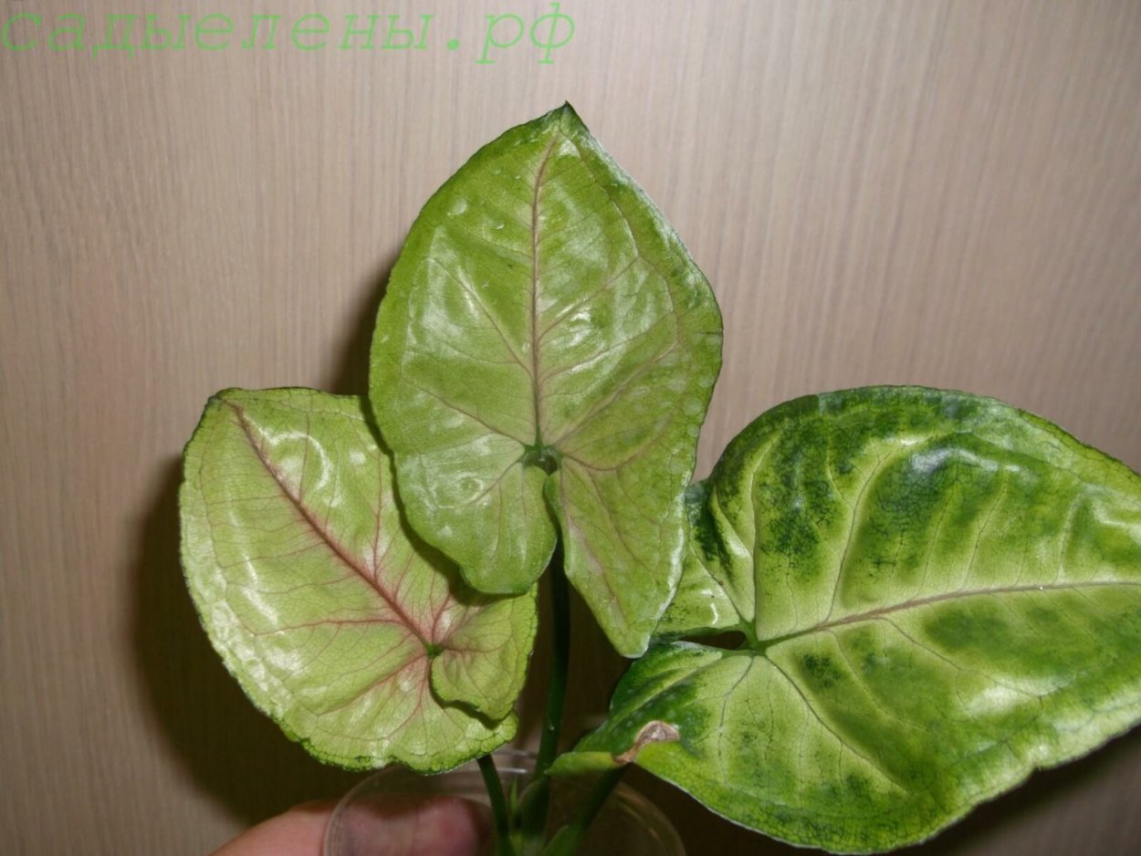 Сингониум Империал Грин