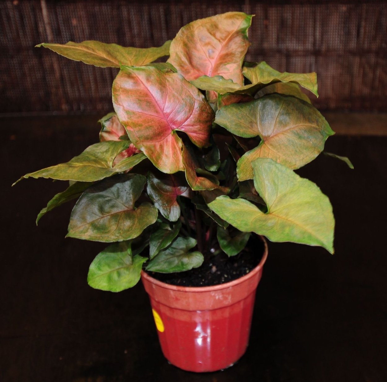 Сингониум Rasamee