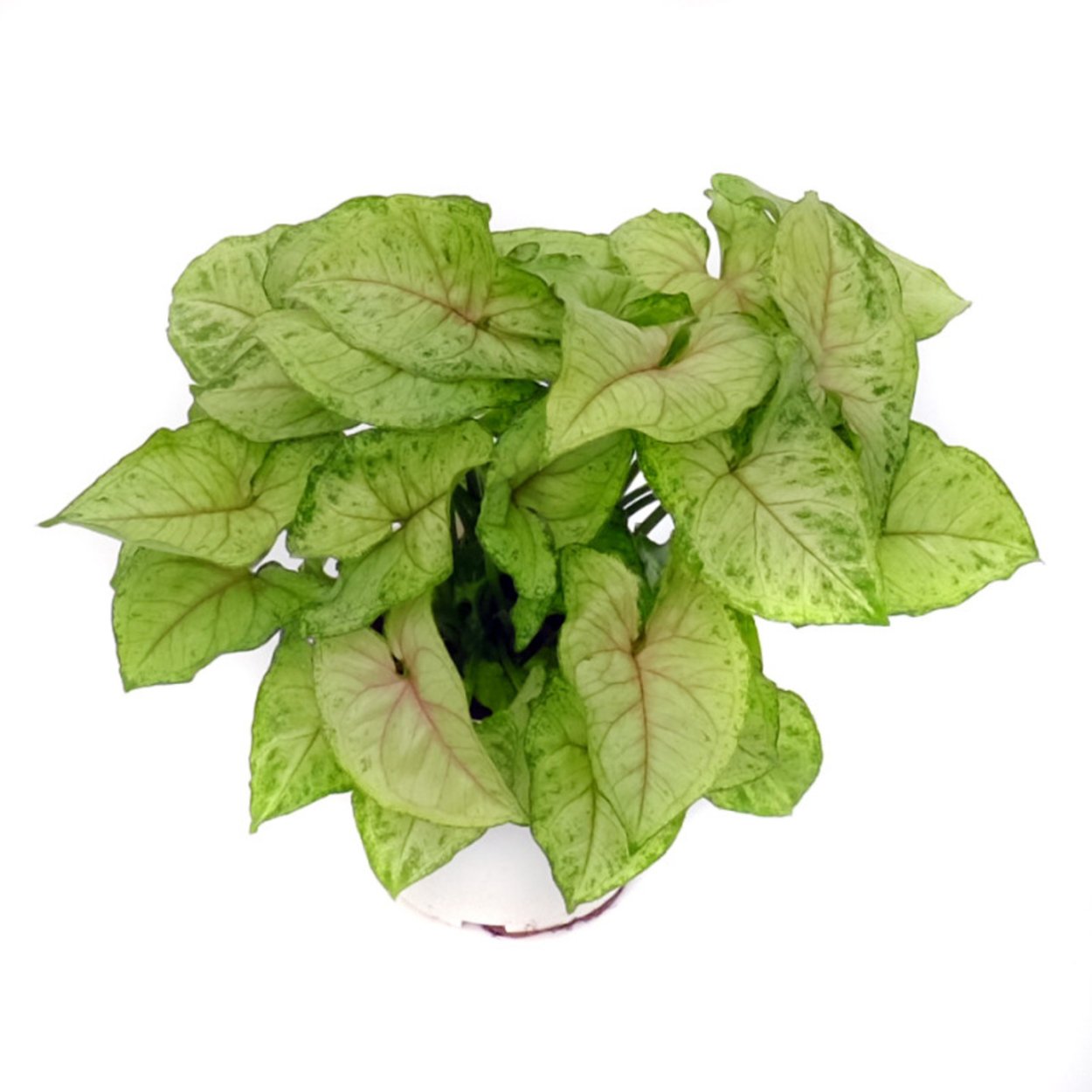 Сингониум Берри