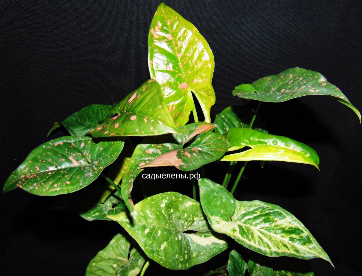 Сингониум Neon robusta