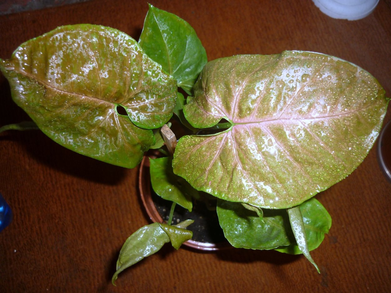 Сингониум Еллоу Сплеш