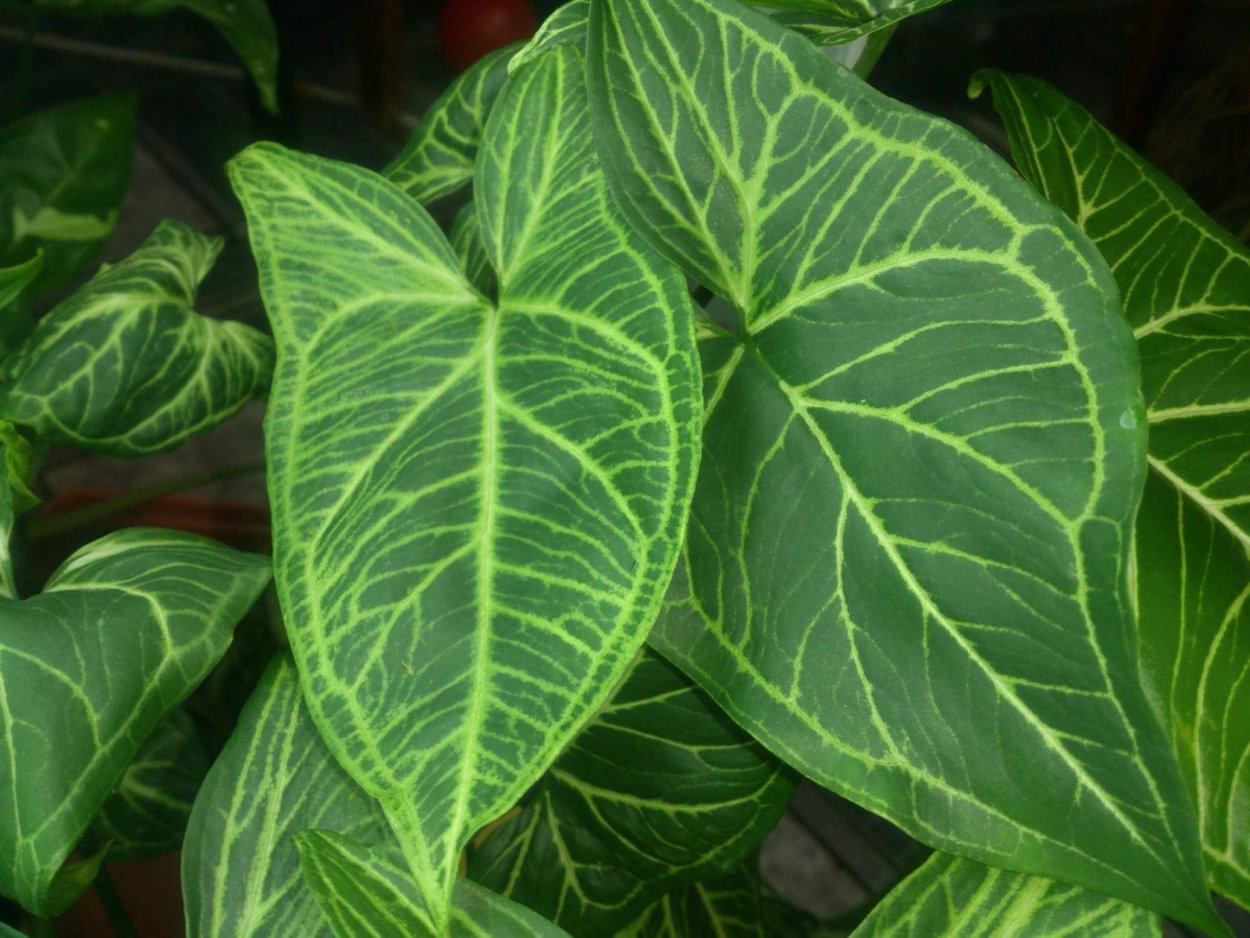 Сингониум Подофиллум