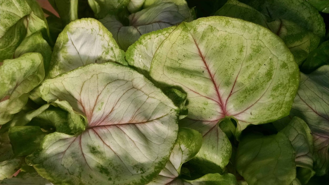 Сингониум Rasamee