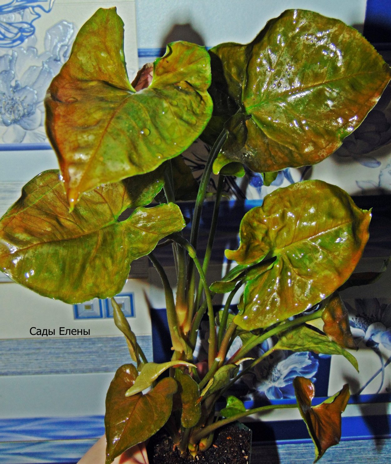 Сингониум Lime Green