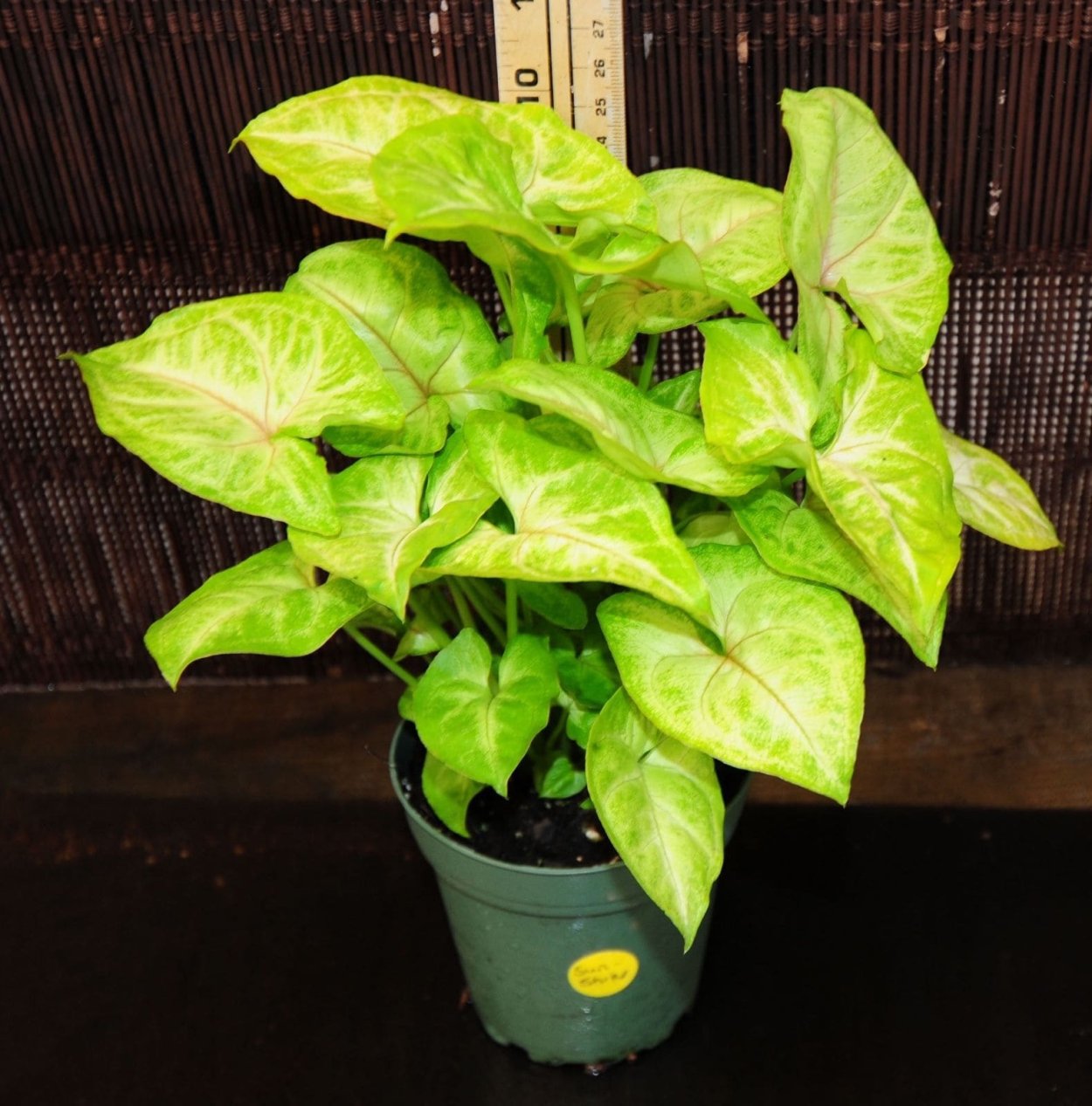 Сингониум Джулия