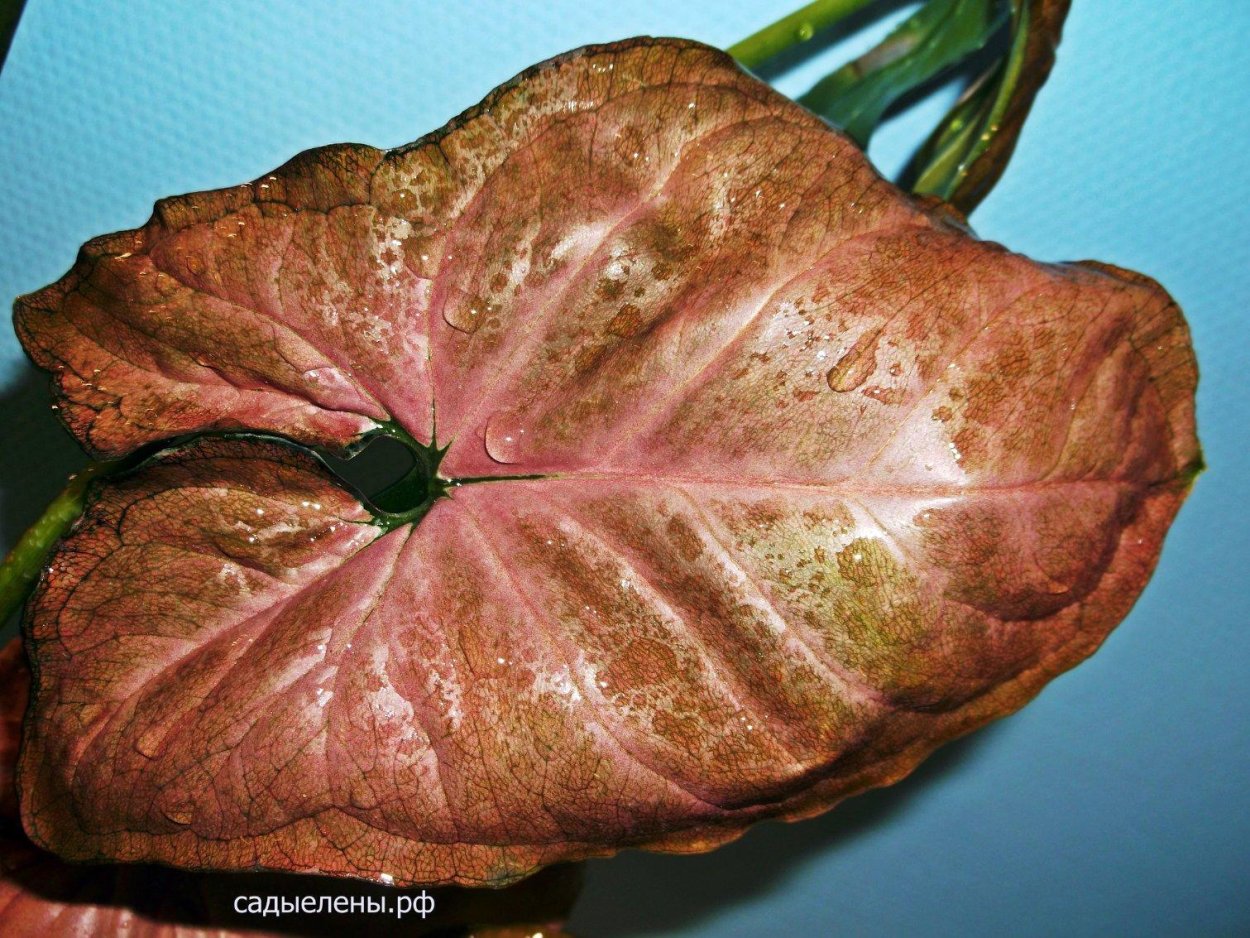 Сингониум Сильвер Пинк