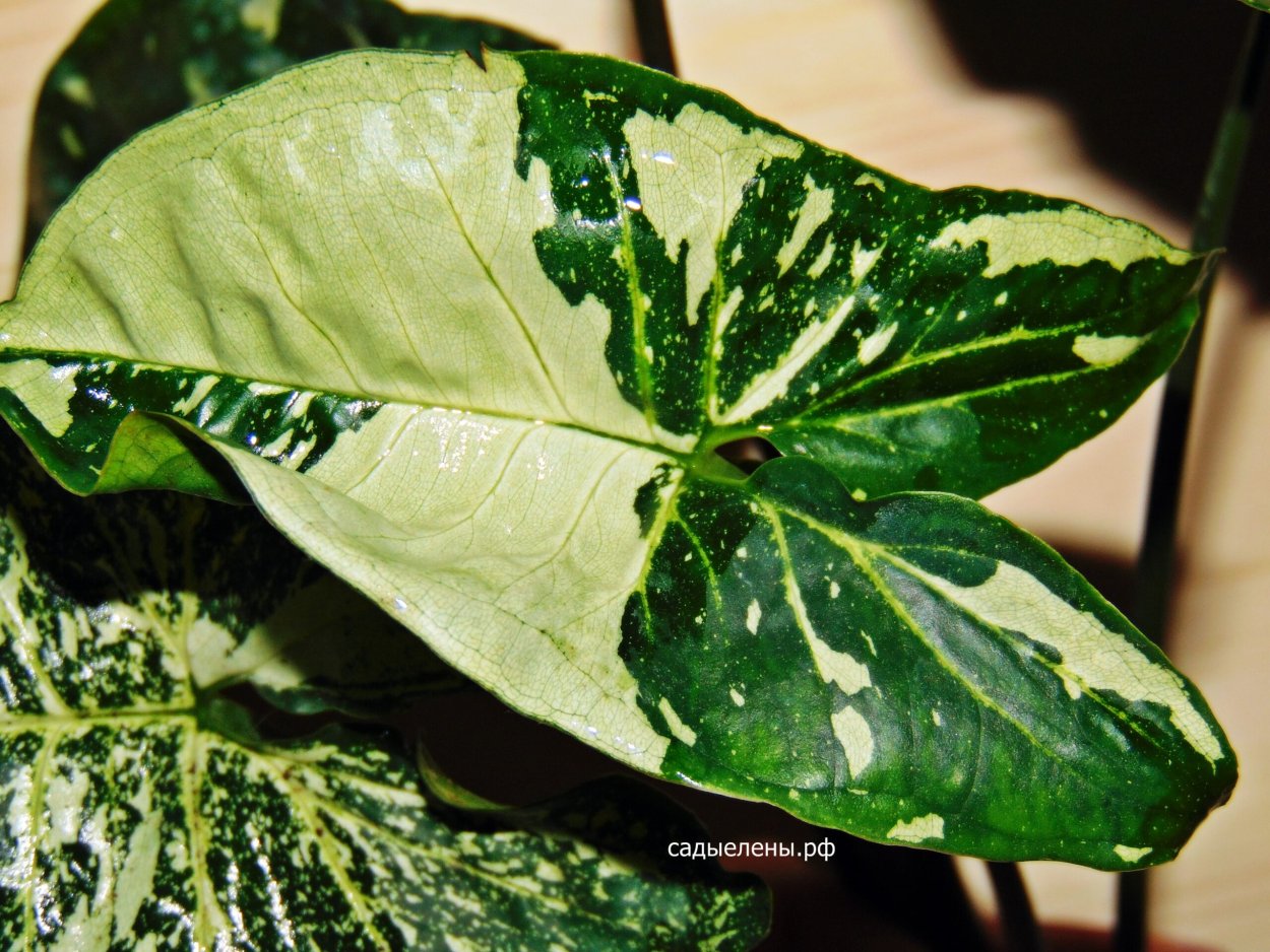 Сингониум Голден