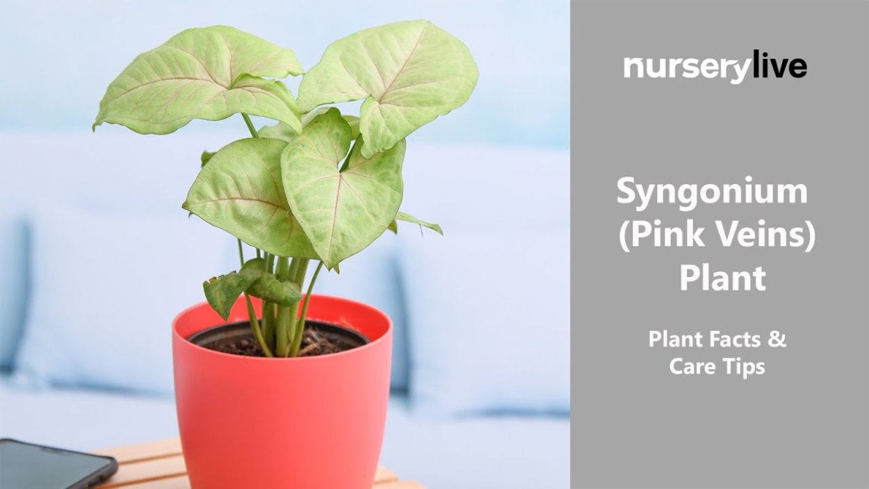 Сингониум Syngonium podophyllum