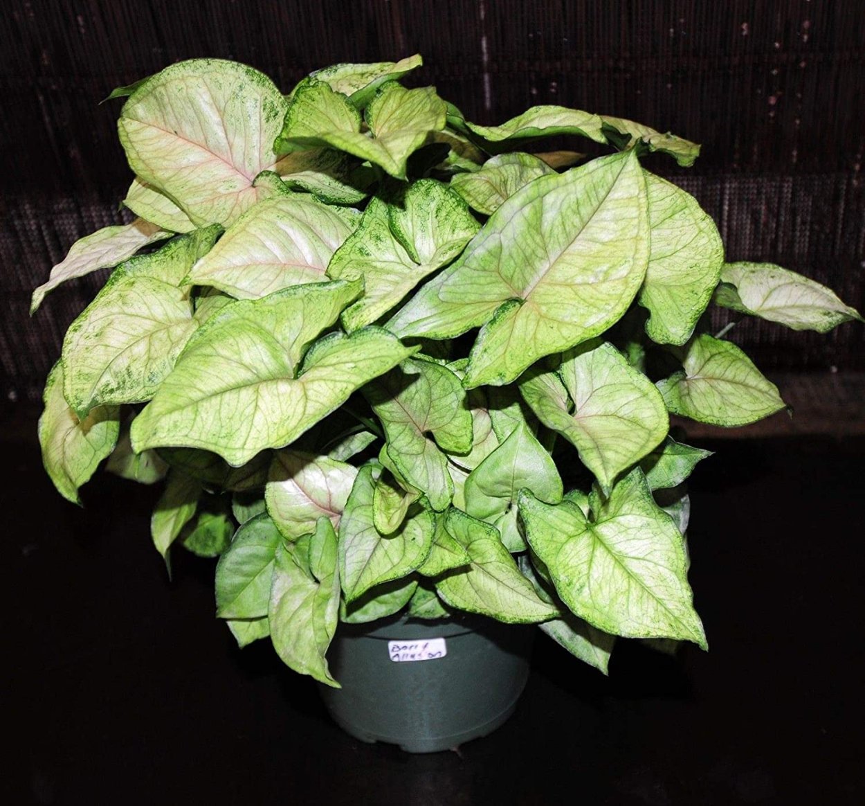 Сингониум Gold allusion