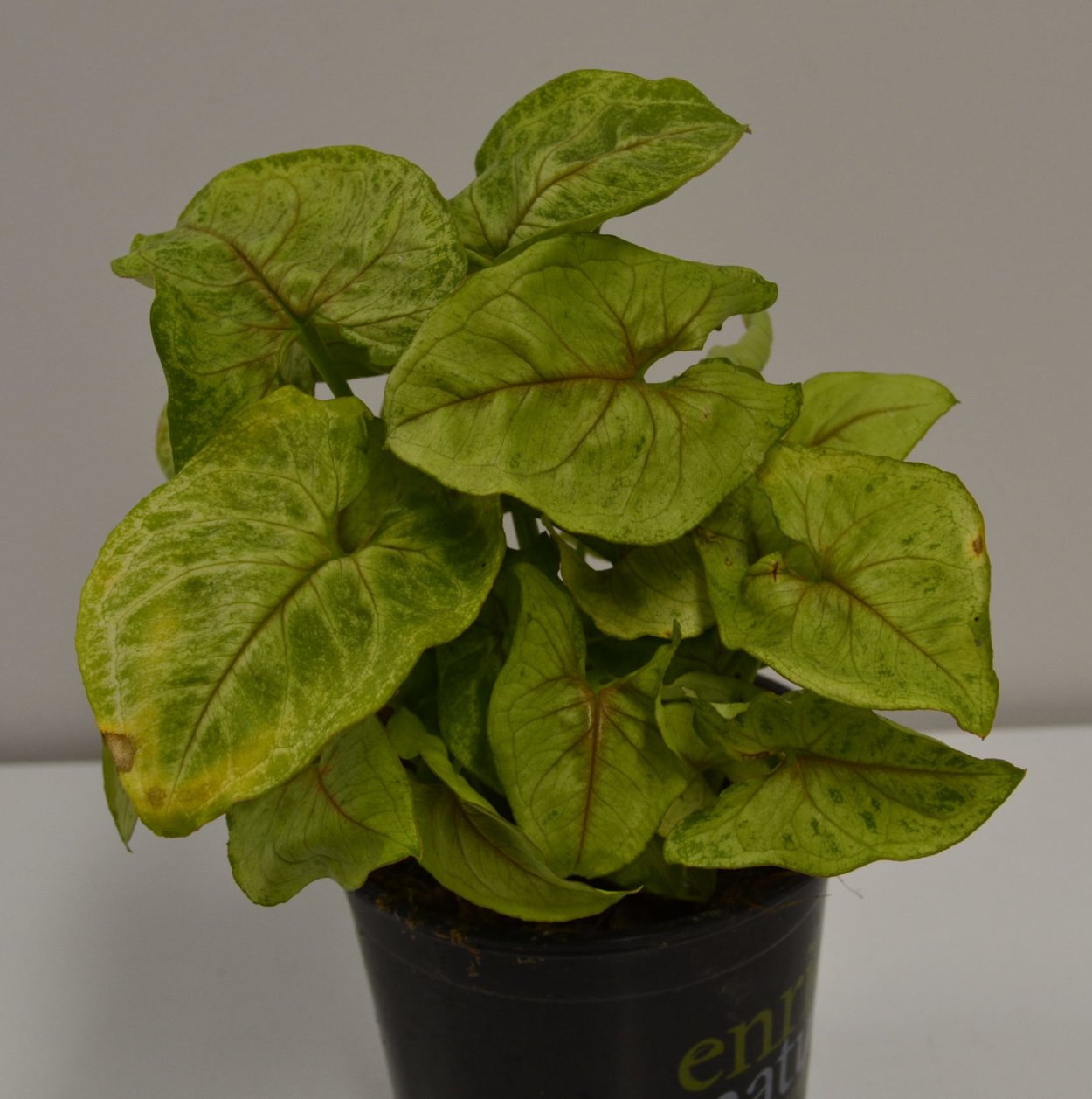 Сингониум с красными прожилками