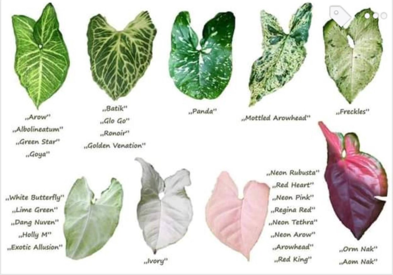 Сингониум альболинеатум