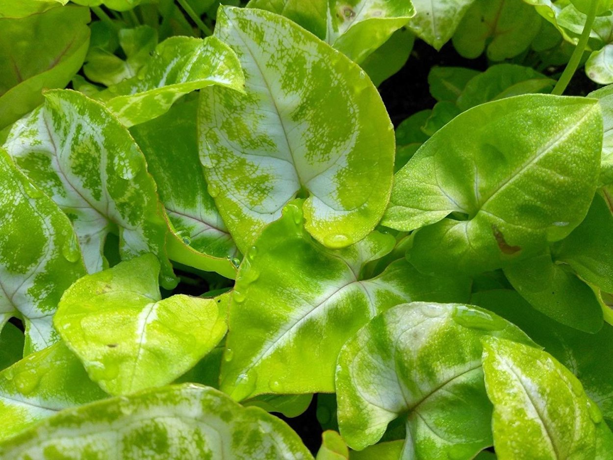 Сингониум Роксанна Феел Грин 14., 30