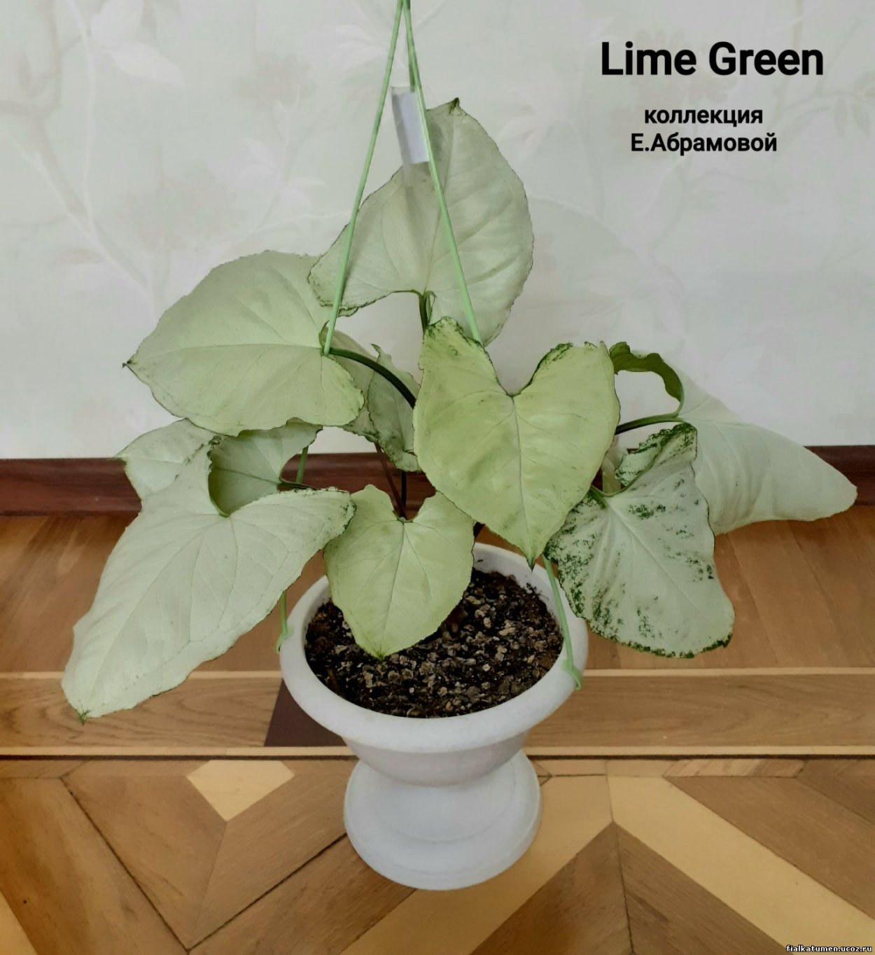 Сингониум дарк Мария Браун