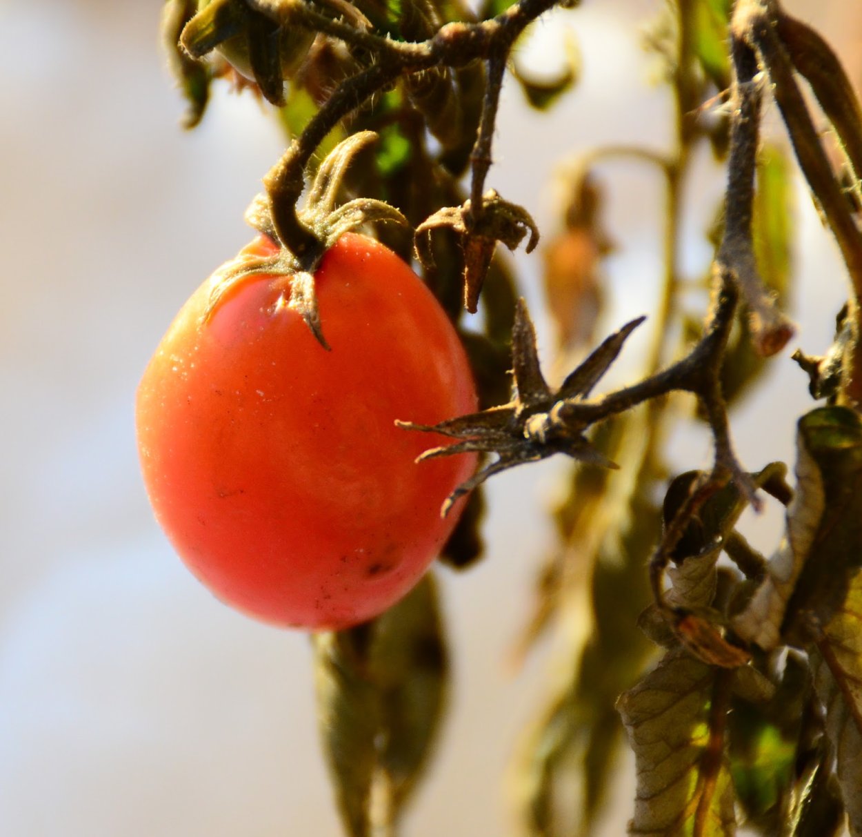Томаты паслен оранж