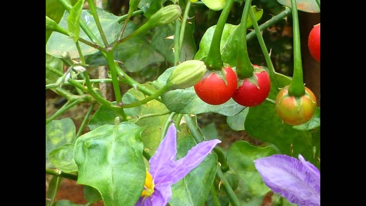 Метро паслён РЕС