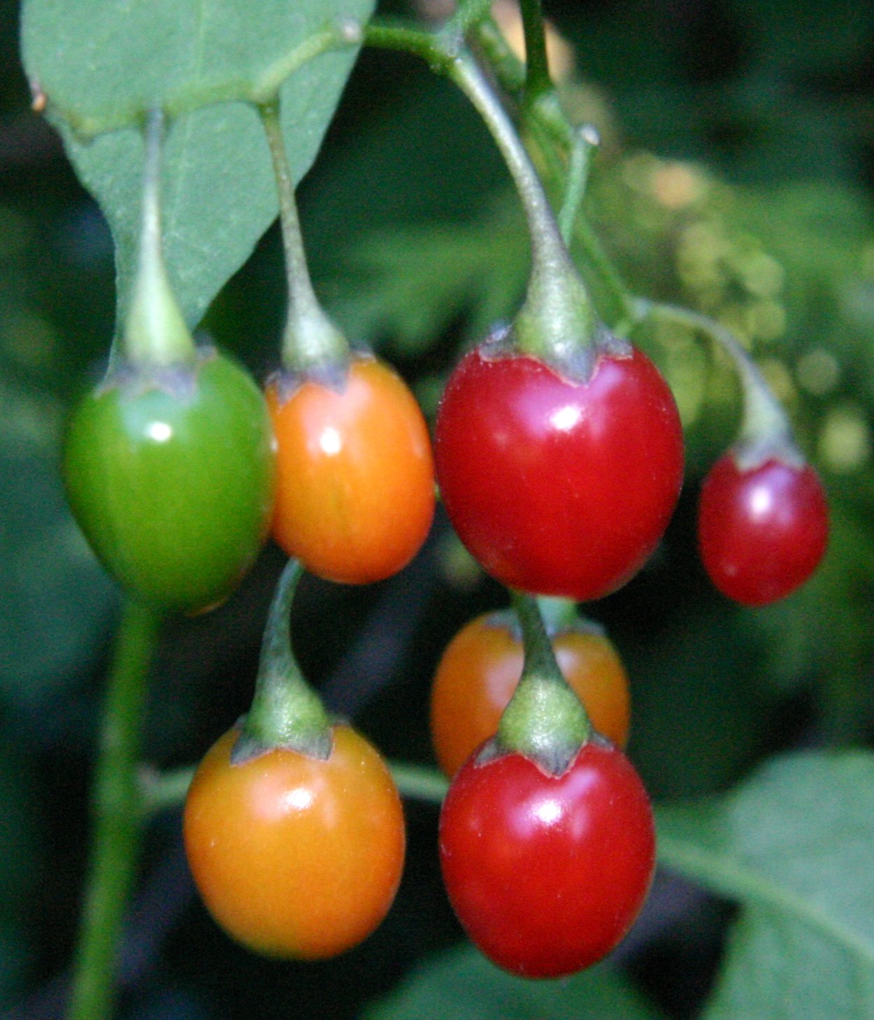 Nightshade паслен