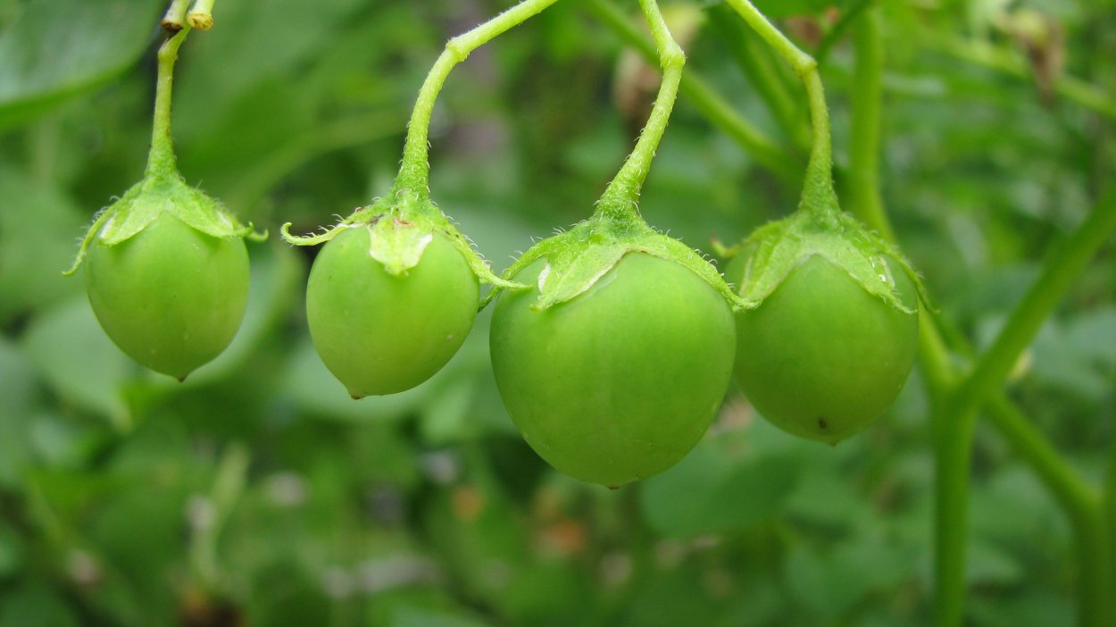 Ягоды картофеля ядовиты