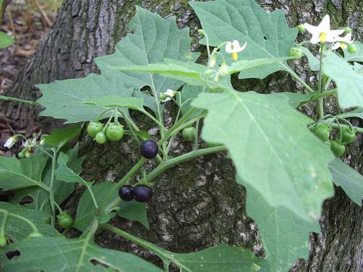 Solanum ptychanthum