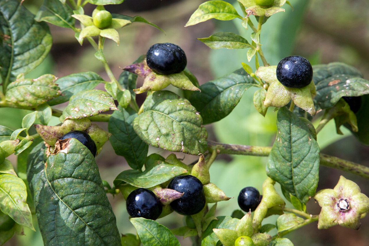 Белладонна зонтичная