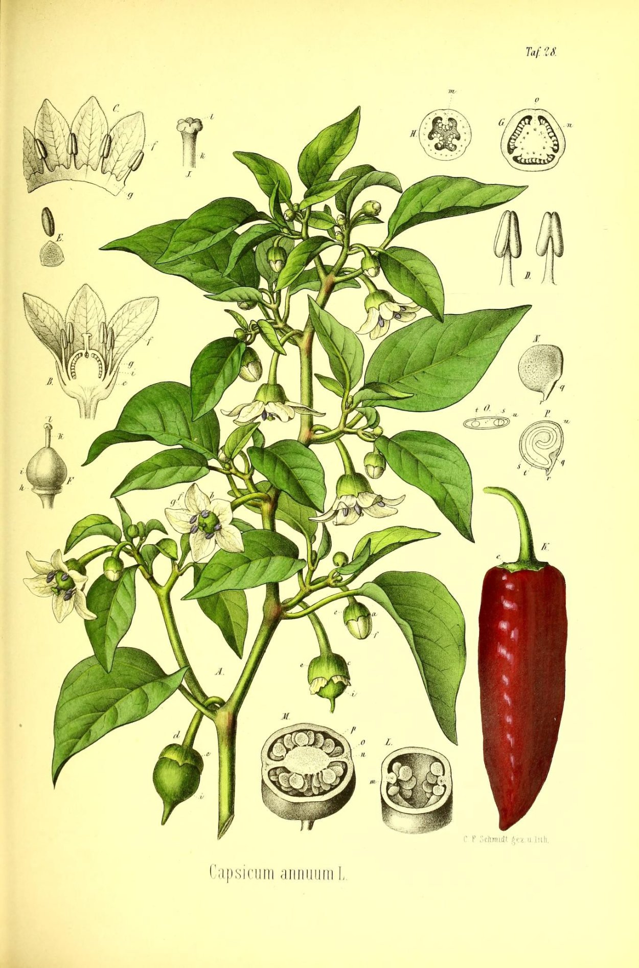 Capsicum annuum Ботаническая иллюстрация