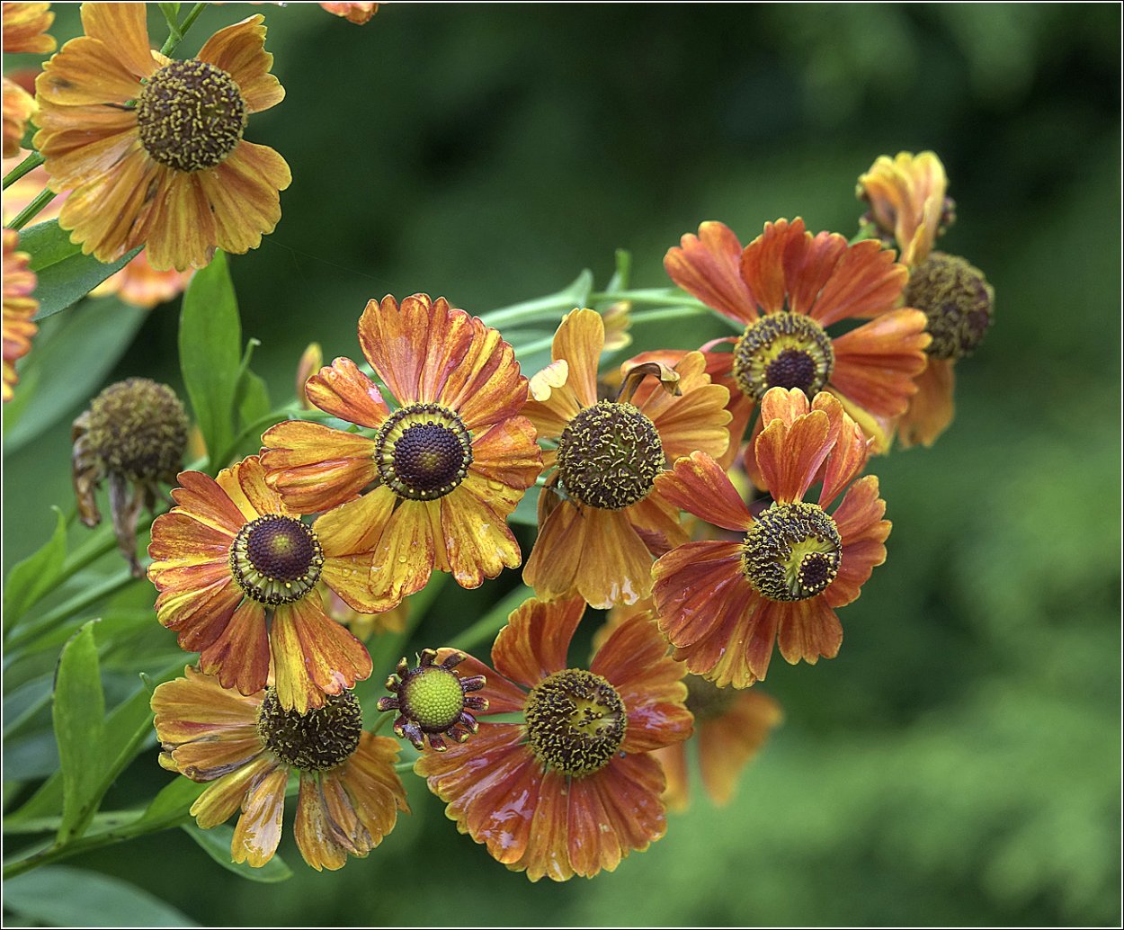 Гелениум осенний Helenium autumnale