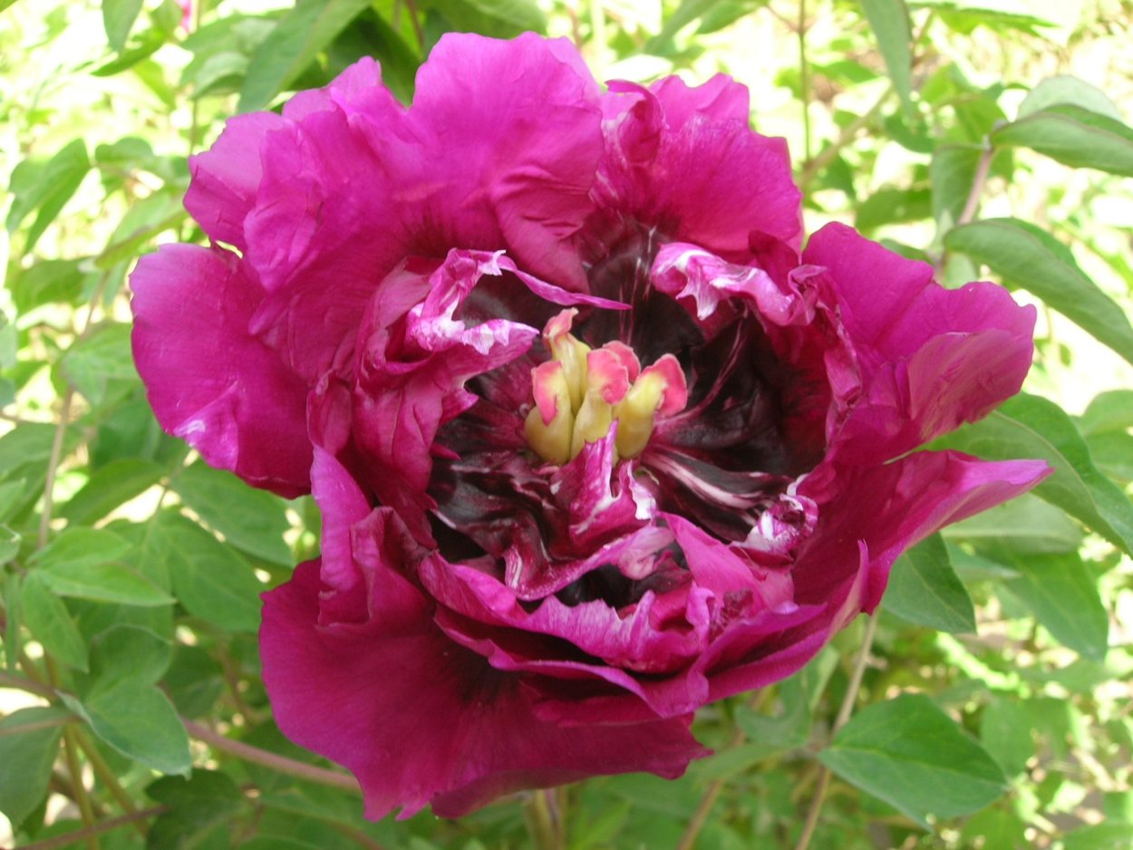 Пион древовидный пурпурный океан