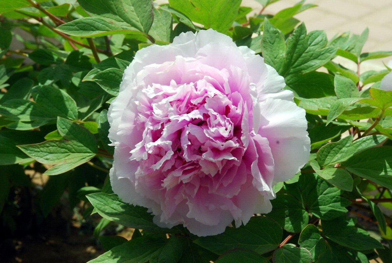 Пиона древовидный charming Sights after Rain