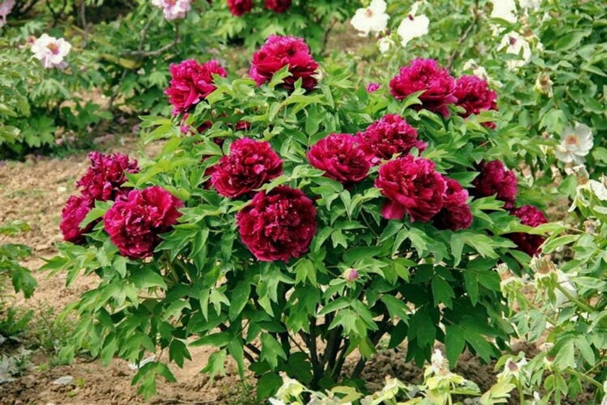 Пион древовидный Paeonia suffruticosa Red