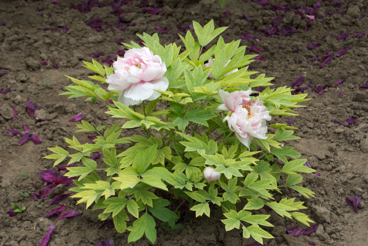 Пион древовидный Кинко